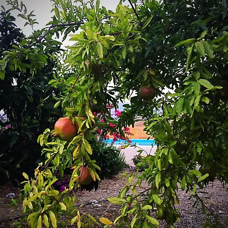 Oasi Di Pace Tra Le Colline Siciliane Con Piscina Privata Сasa de vacaciones Calatafimi
